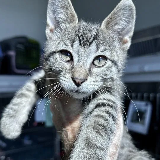 A baby small-sized male Brown / Chocolate Domestic Short Hair cat named Taki for adoption in Matteson, IL