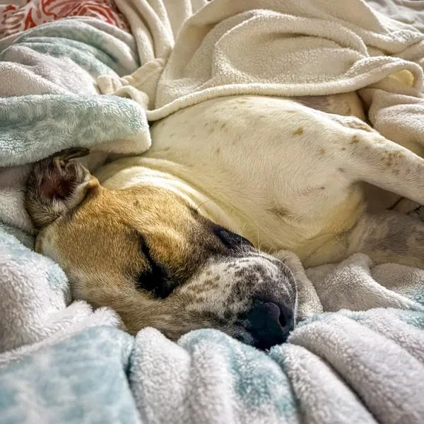 An adult large-sized female Terrier dog named Briony for adoption in Des Moines, IA