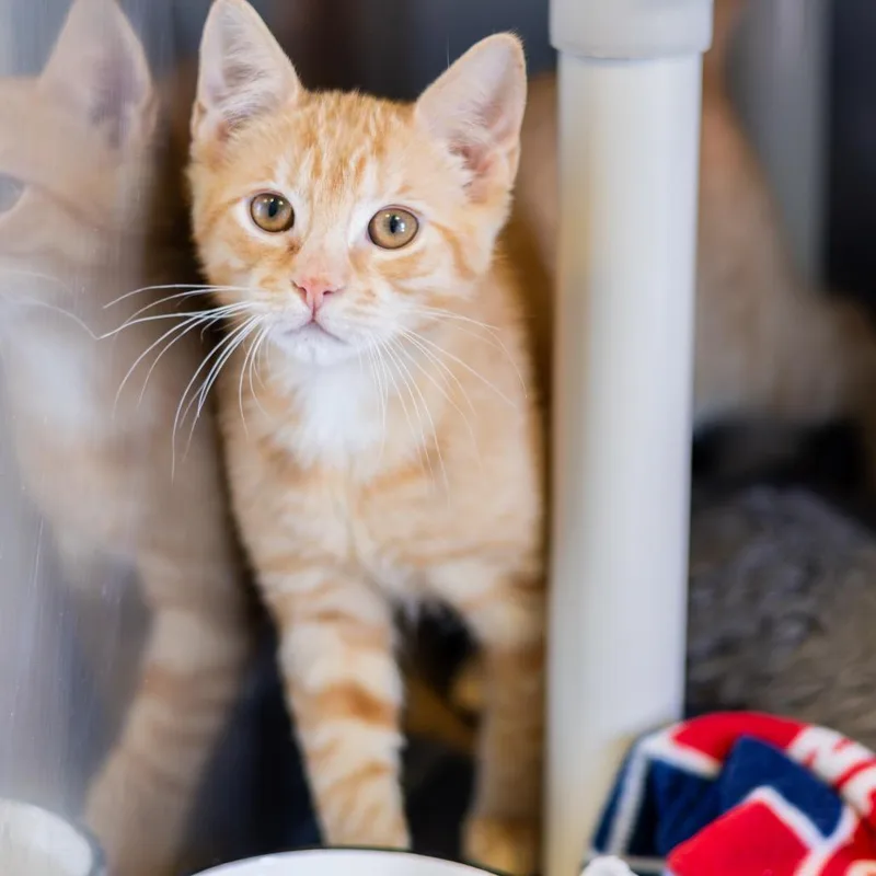 A baby medium-sized male Orange / Red Domestic Short Hair cat named Percy Bonded to Grover for adoption in Newark, DE