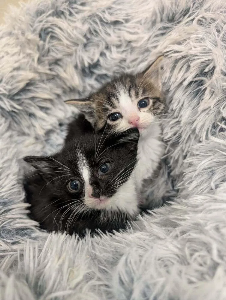 A baby small-sized female Black & White / Tuxedo Domestic Short Hair cat named Cakepop for adoption in Metamora, IL