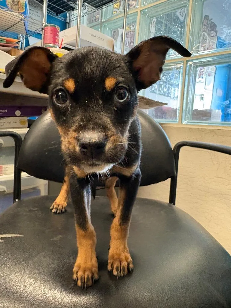 A baby medium-sized female Australian Cattle Dog / Blue Heeler named Reishi for adoption in Reno, NV