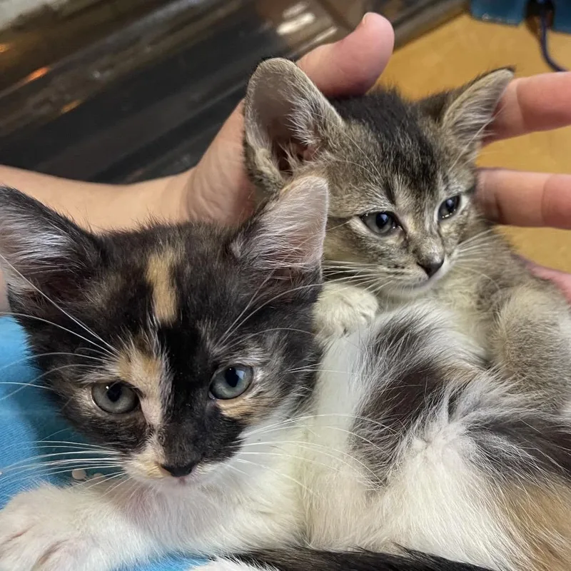 A baby small-sized male Brown / Chocolate Domestic Short Hair cat named Pietro for adoption in Tustin, CA