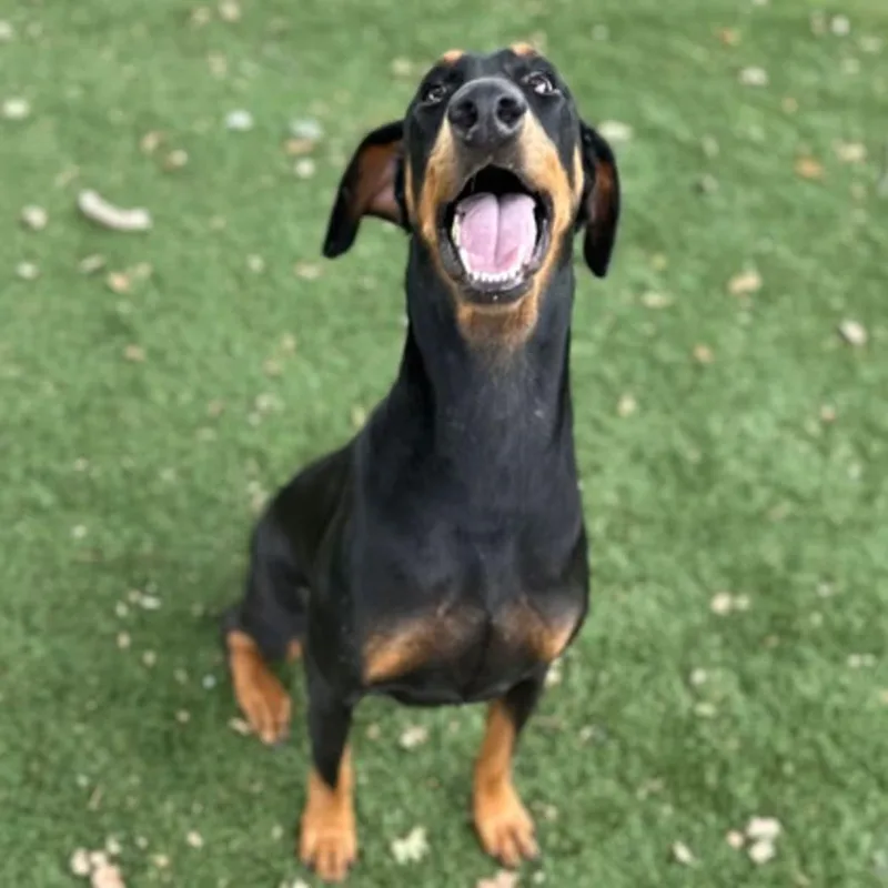 An adult large-sized female Doberman Pinscher dog named Sophie for adoption in Red Bluff, CA