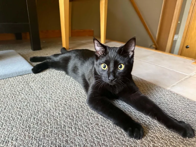 A baby medium-sized male Black Domestic Short Hair cat named Jasper for adoption in Sisseton, SD