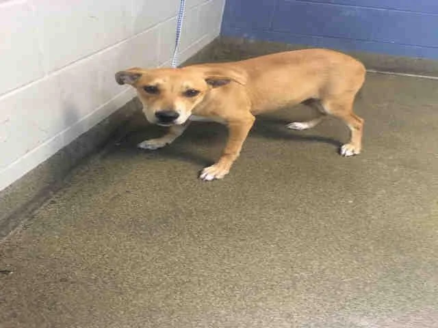 An adult small-sized female Labrador Retriever dog named July for adoption in Jacksonville, FL