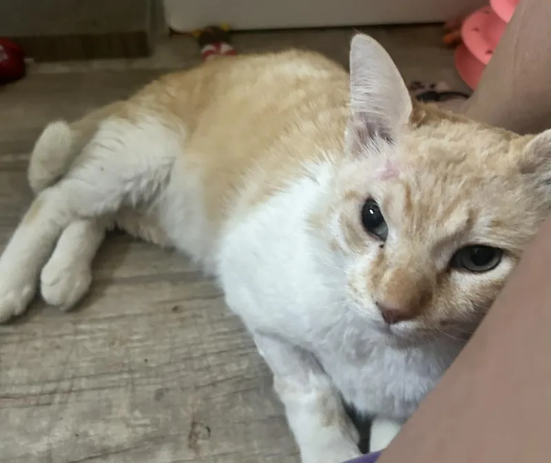 Destello thumbnail 2