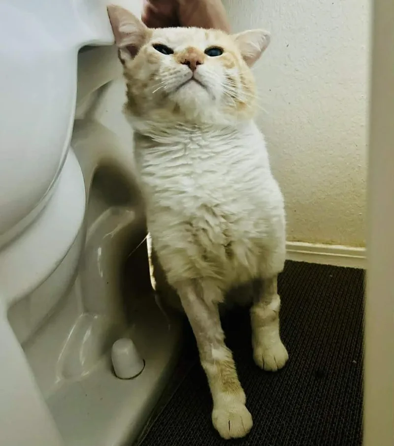 Destello thumbnail 3