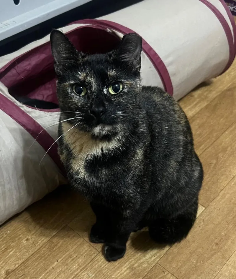 A young medium-sized female Domestic Short Hair cat named Eria for adoption in Douglasville, GA