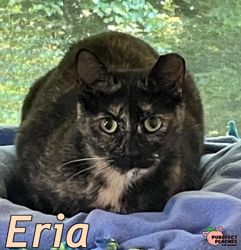 Eria thumbnail 3