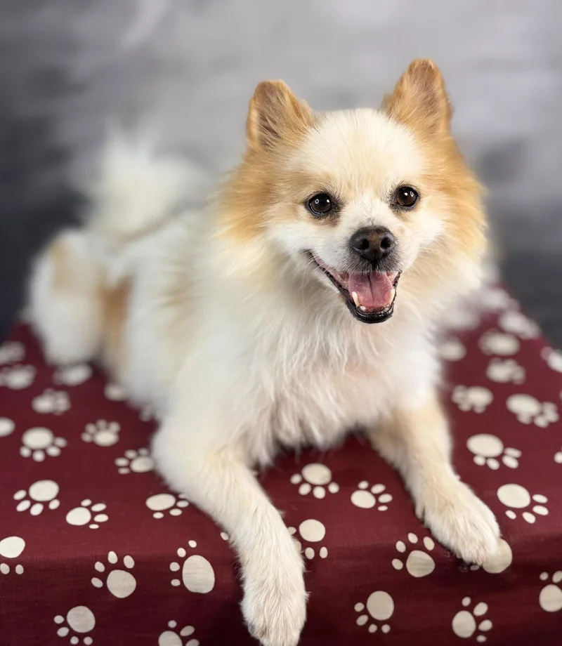 A senior small-sized male Pomeranian dog named Blaine for adoption in Garland, TX
