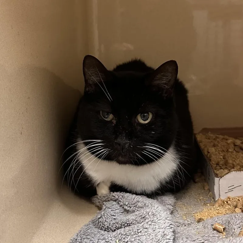 A young small-sized female Black Domestic Short Hair cat named Hermione for adoption in Blue Ridge, GA