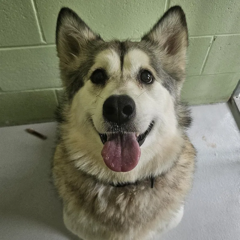An adult large-sized female White / Cream Alaskan Malamute dog named Yah Weh for adoption in Conway, NH