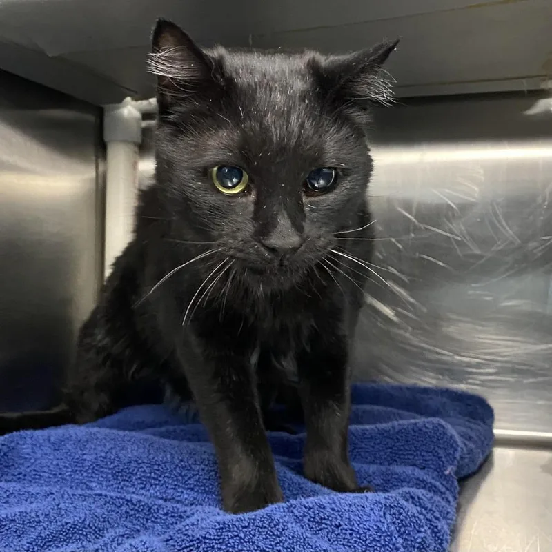A senior medium-sized female Black Domestic Short Hair cat named Minu for adoption in Palm Springs, CA