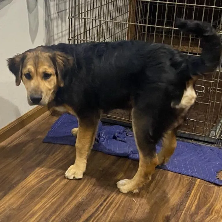 A baby medium-sized male Red / Chestnut / Orange Treeing Walker Coonhound dog named Fluffy for adoption in South Elgin, IL