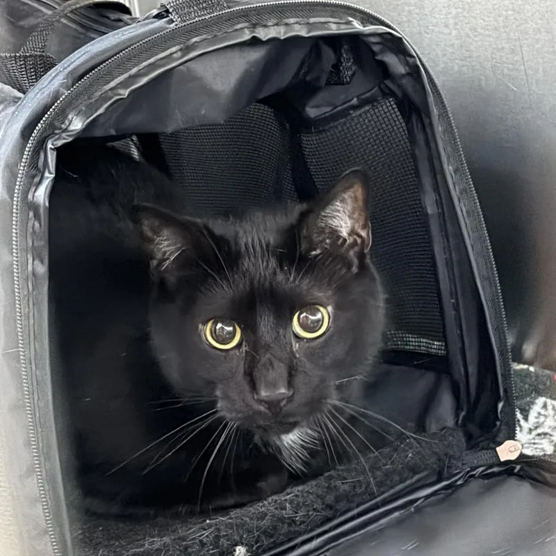 An adult large-sized male Black Domestic Short Hair cat named Milo for adoption in Wilmington, DE
