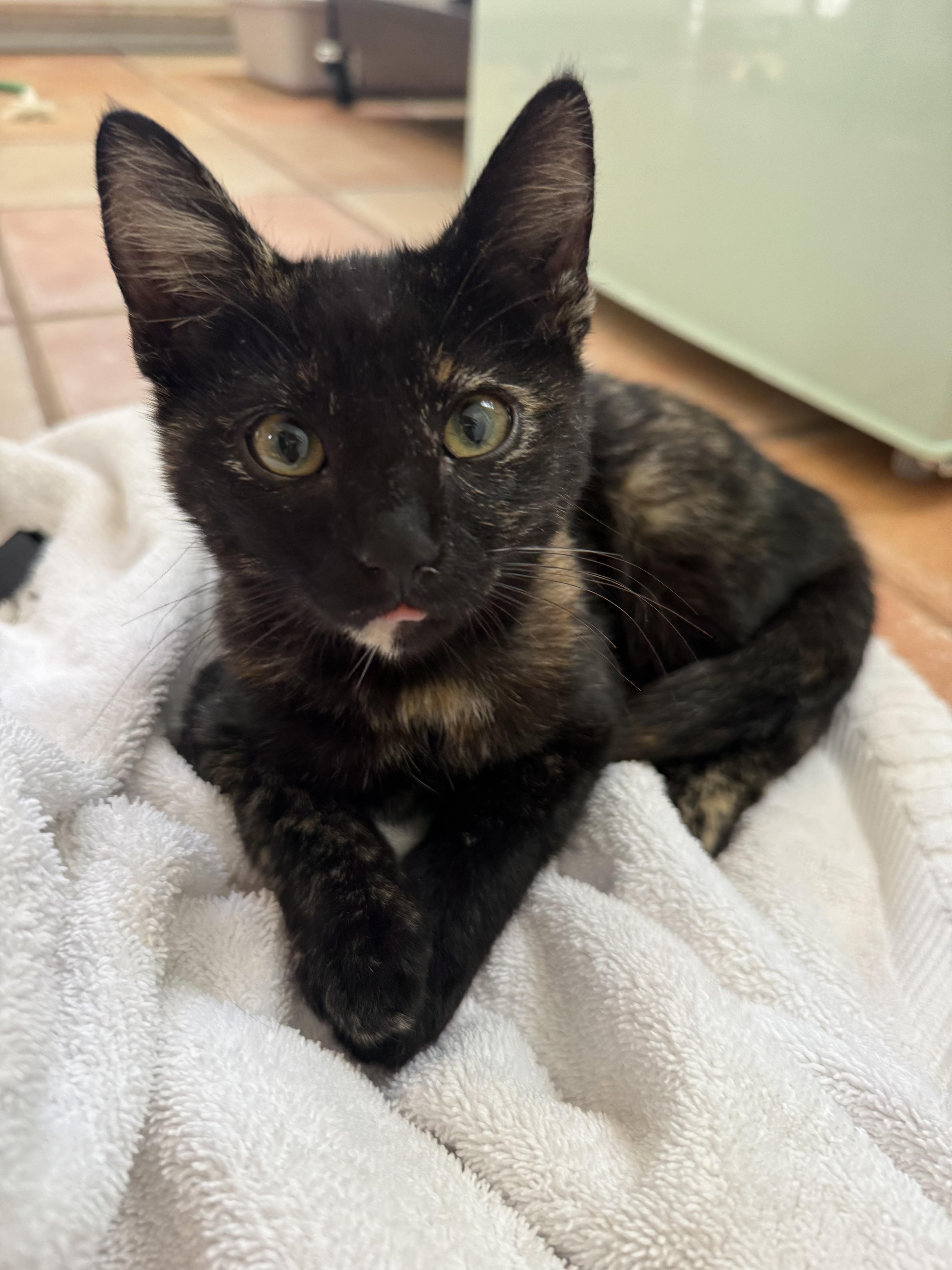 A baby small-sized female Domestic Short Hair cat named Rosie for adoption in Long Beach, CA