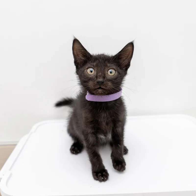 A baby small-sized female Black Domestic Short Hair cat named Hart for adoption in New York, NY
