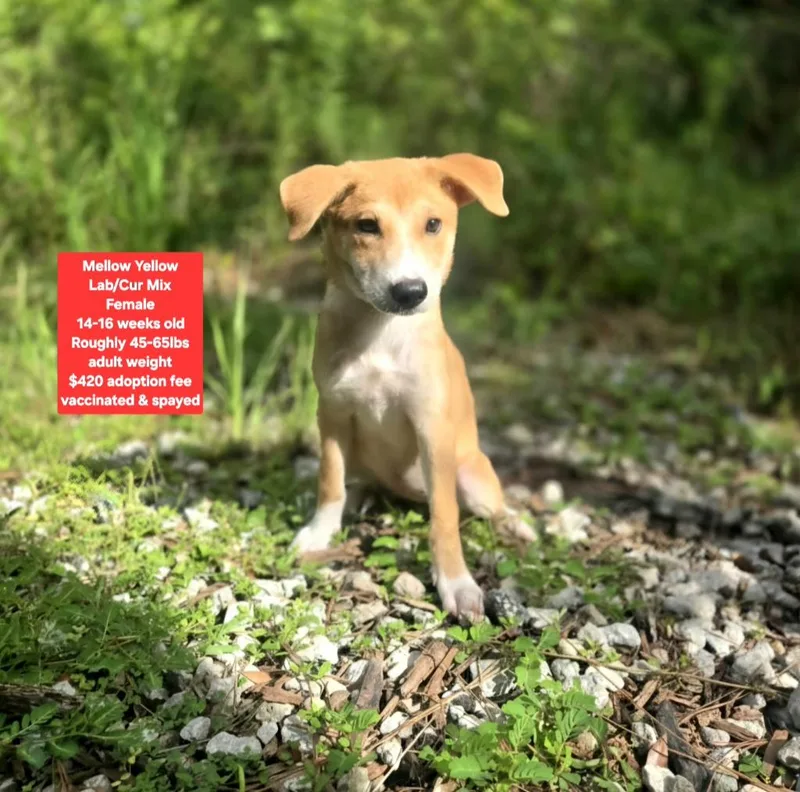 A baby medium-sized female Labrador Retriever dog named Mellow Yellow for adoption in Oviedo, FL