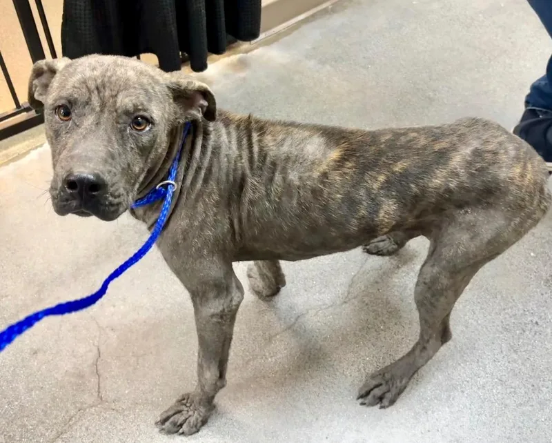 A baby medium-sized male Mixed Breed dog named Sudden Lee for adoption in Rome, GA
