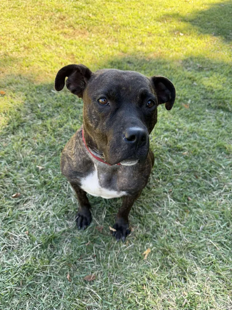 An adult medium-sized female Brindle Pit Bull Terrier dog named China for adoption in East Northport, NY