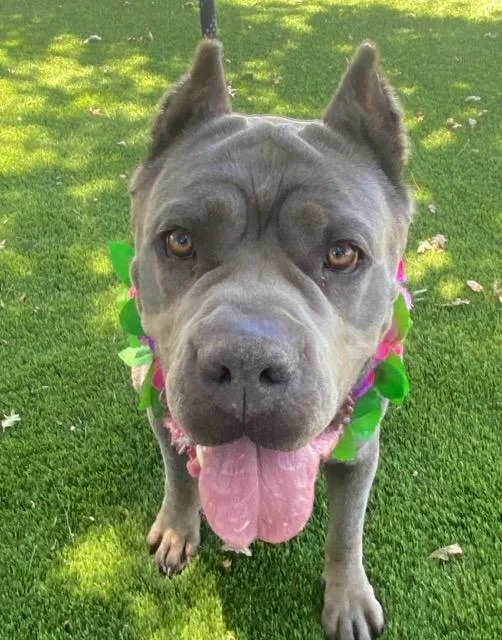 An adult large-sized female Gray / Blue / Silver Cane Corso dog named Victoria for adoption in Colusa, CA