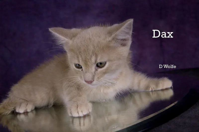 A baby medium-sized male Buff / Tan / Fawn Domestic Short Hair cat named Dax for adoption in York, NE