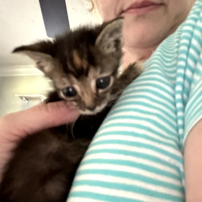 A baby small-sized female Brown / Chocolate Domestic Short Hair cat named Squirrel for adoption in Huntsville, AL