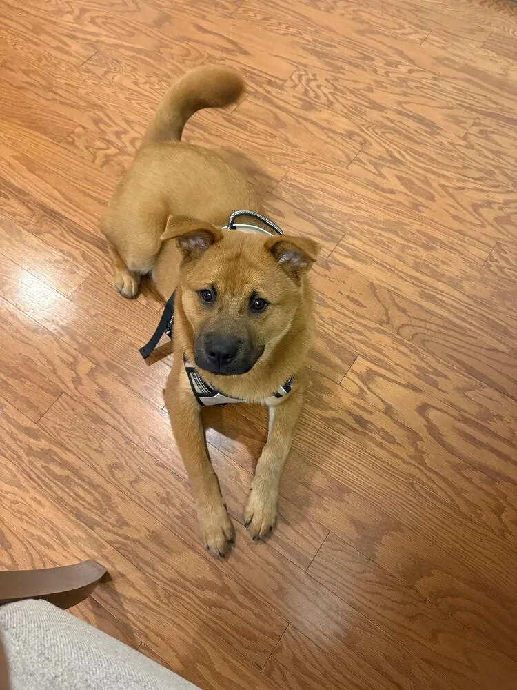 A young medium-sized male Chow Chow dog named Grogu for adoption in Chattanooga, TN