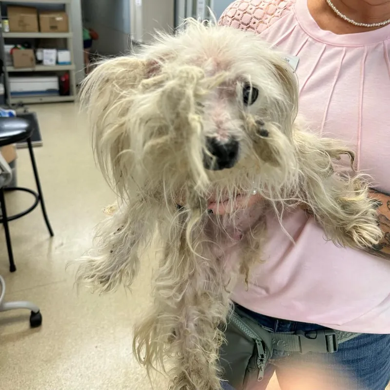 An adult small-sized male Maltese dog named Napoleon Dynamite for adoption in Naperville, IL