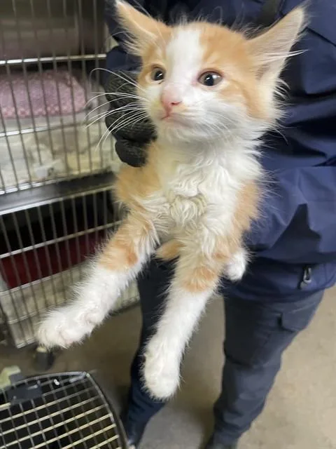 A young small-sized male Domestic Long Hair cat named Boomer for adoption in Stockton, CA