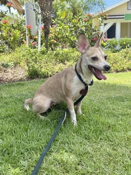 An adult small-sized female Chihuahua dog named Hawaii for adoption in Honolulu, HI