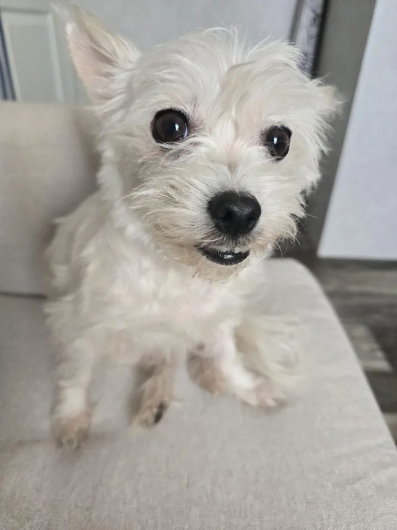A senior small-sized female Maltese dog named Piper for adoption in Luling, TX
