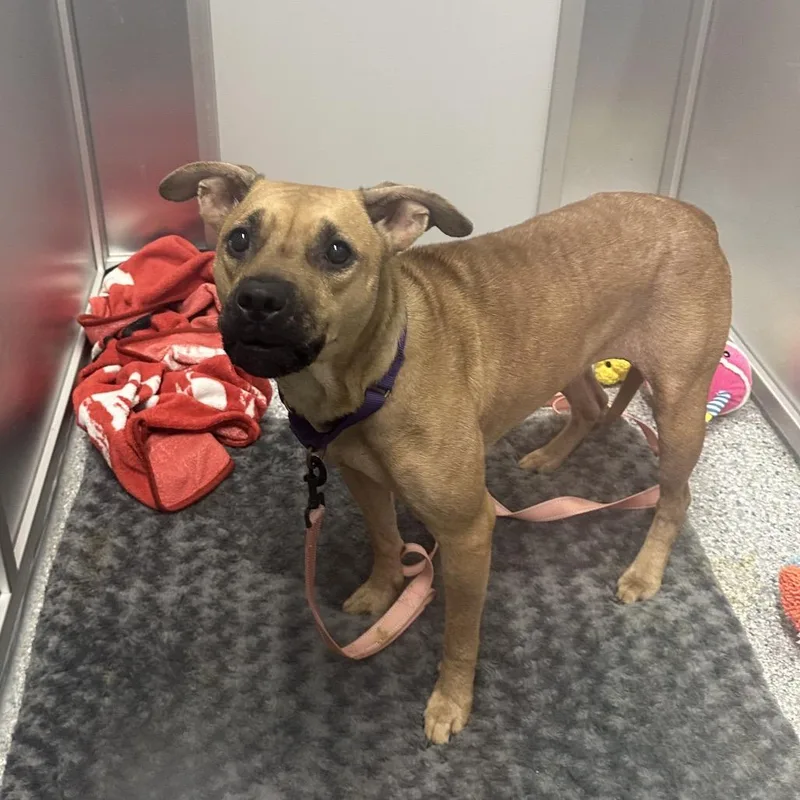 An adult medium-sized female Brown / Chocolate Mixed Breed dog named Nala for adoption in Mentor, OH