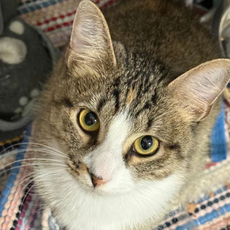 A young small-sized female Torbie Domestic Short Hair cat named Marnie for adoption in Normal, IL