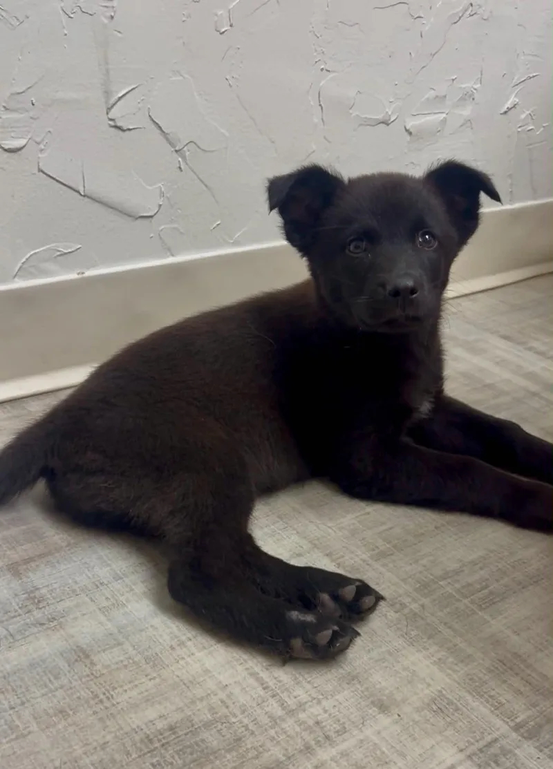 Mia