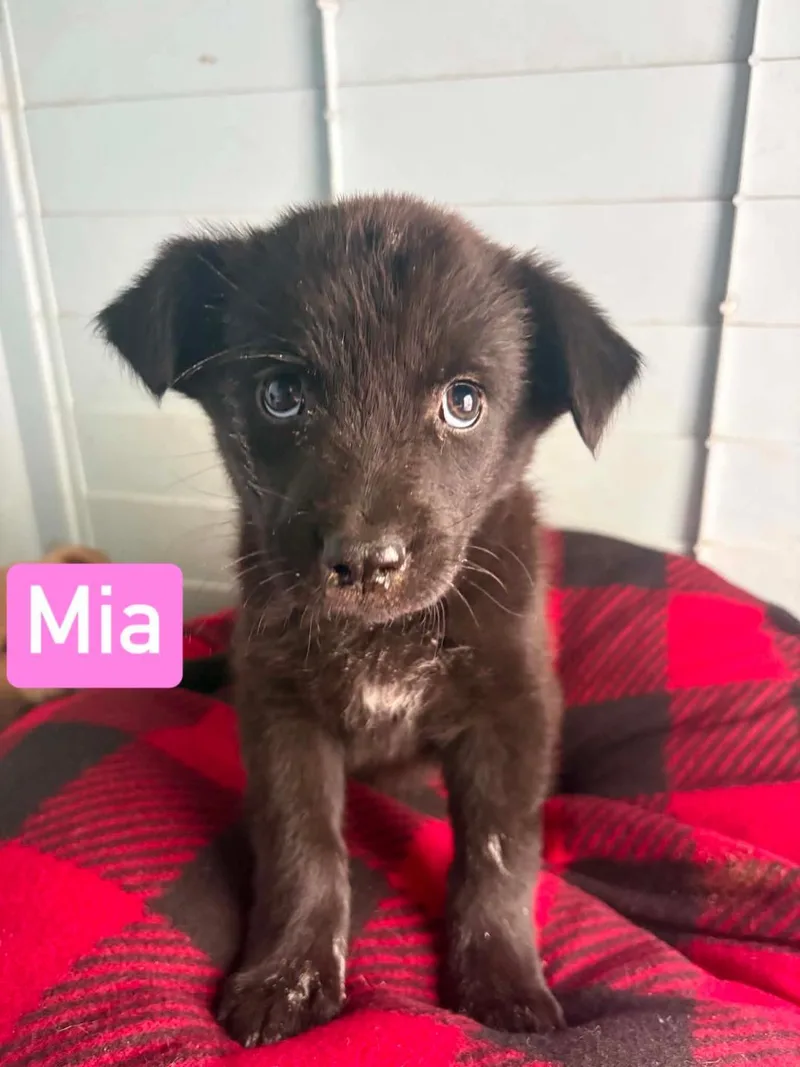 Mia thumbnail 2