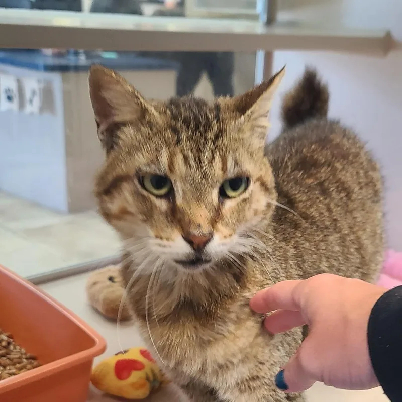 Doc Mcnubbins thumbnail 2