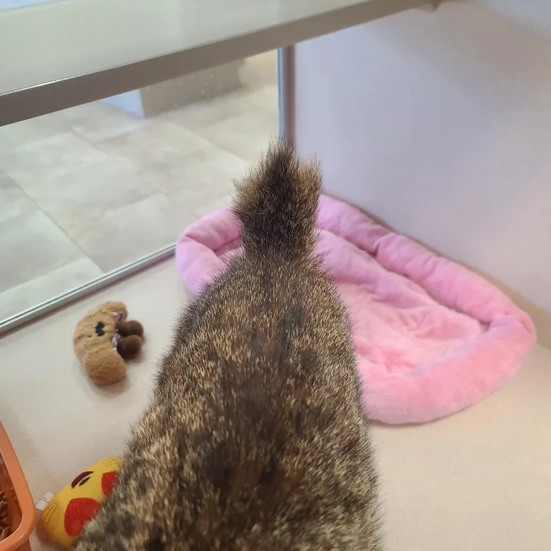 Doc Mcnubbins thumbnail 3