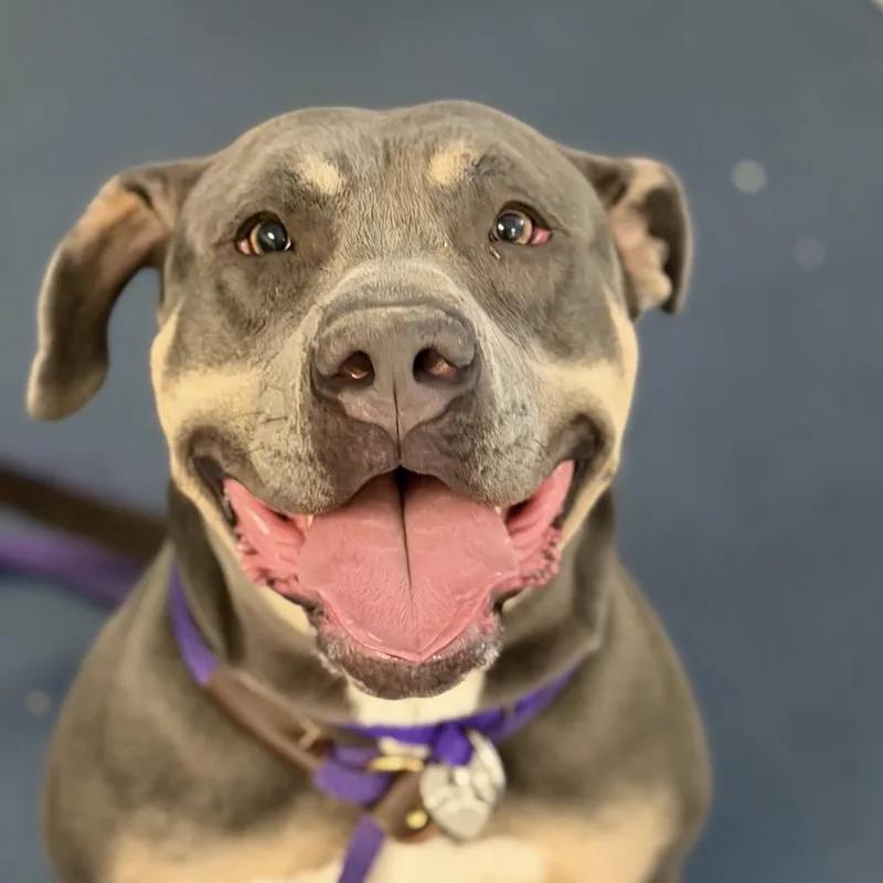 An adult large-sized female Gray / Blue / Silver Pit Bull Terrier dog named Jellybean for adoption in Los Angeles, CA