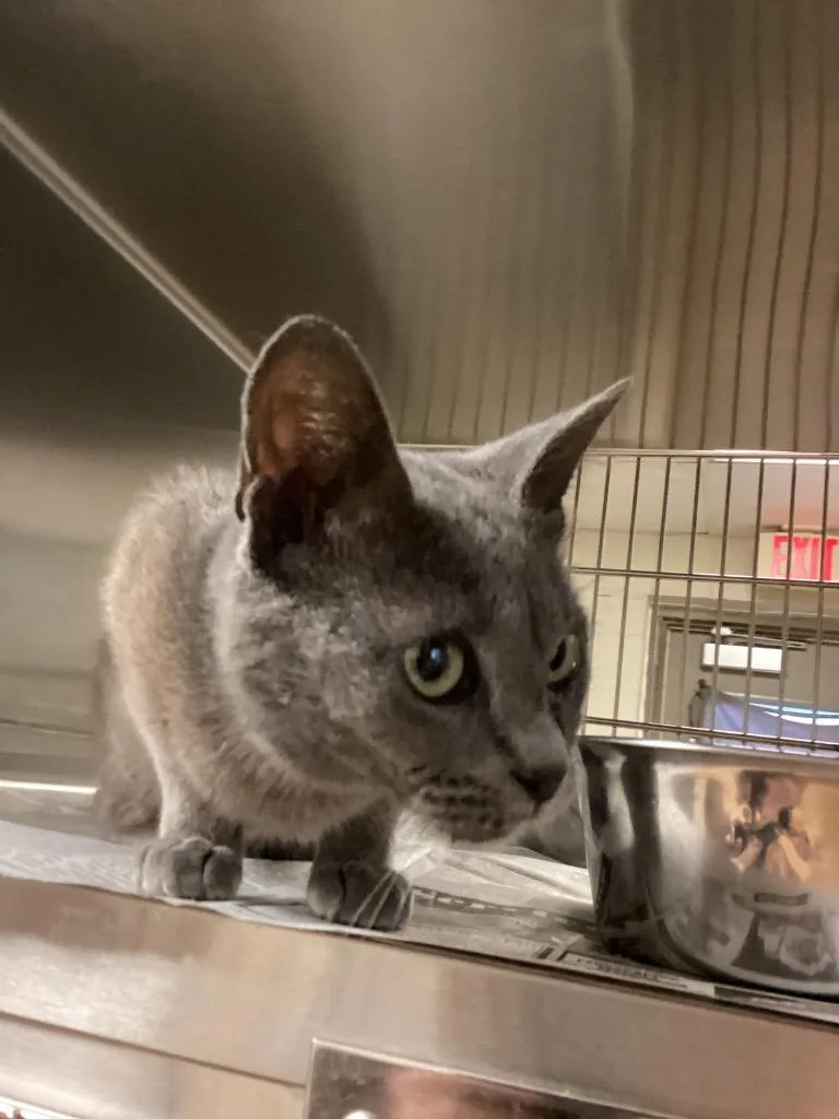 An adult small-sized female Domestic Short Hair cat named Victoria for adoption in Nacogdoches, TX