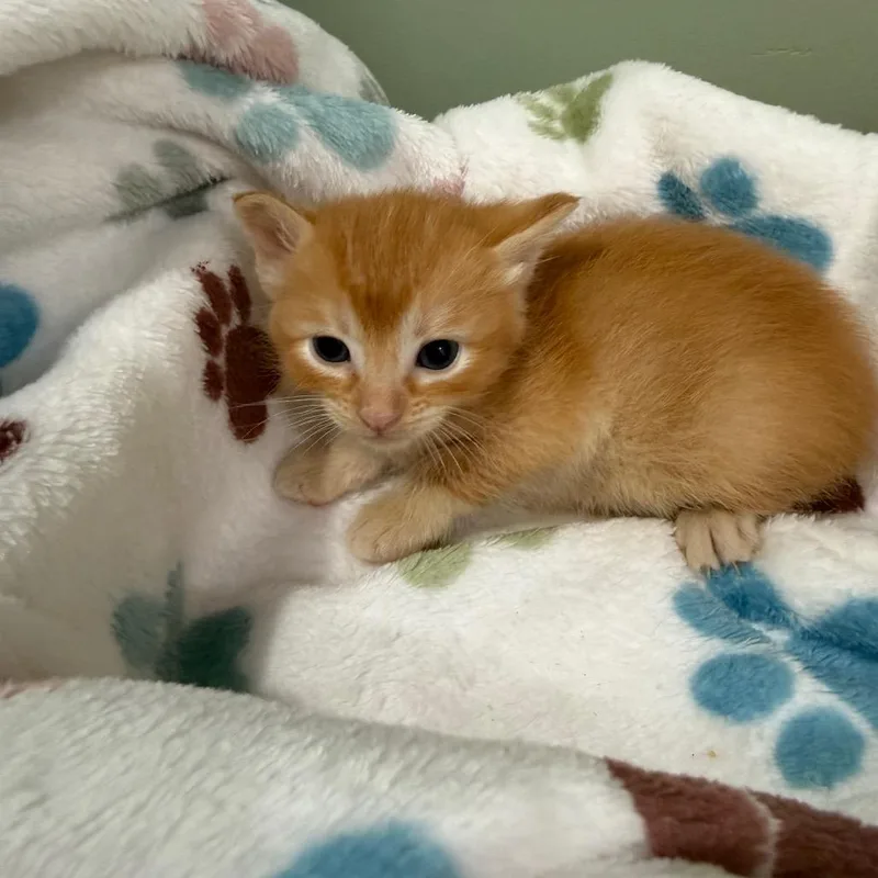 A baby small-sized male Orange / Red Domestic Short Hair cat named Orange juice for adoption in Ferndale, WA
