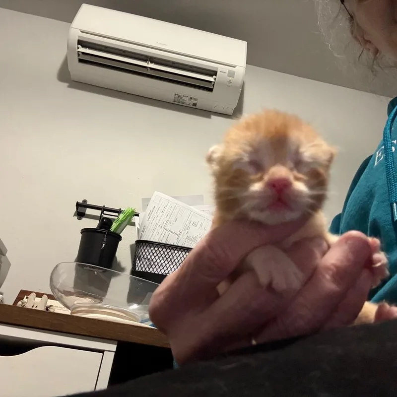 Orange juice thumbnail 3
