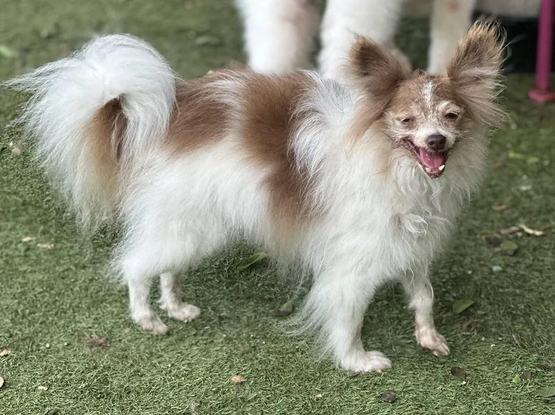 A senior small-sized female Pomeranian dog named Serafina for adoption in Garland, TX