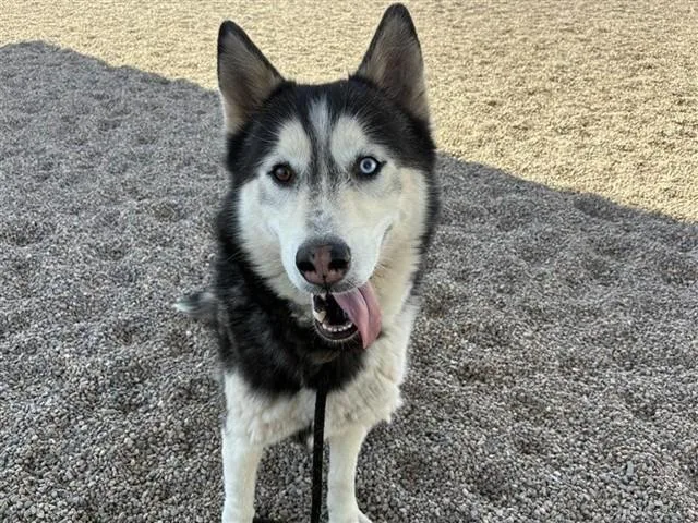 An adult large-sized male Siberian Husky dog named Emilio for adoption in Mesa, AZ