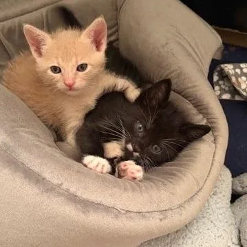 A baby small-sized male Buff / Tan / Fawn Domestic Short Hair cat named Eastern Oyster for adoption in Austin, TX