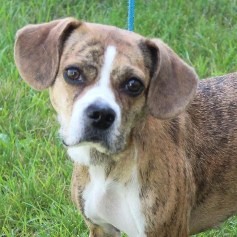 An adult small-sized female Brindle Puggle dog named Adalee for adoption in Eaton, OH