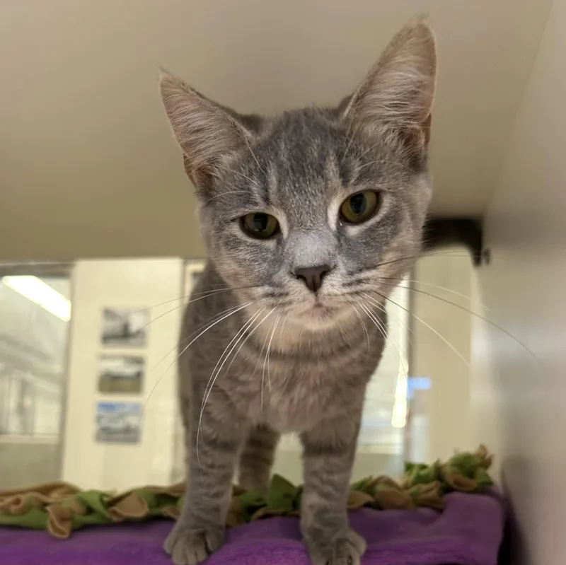 A baby medium-sized female Tabby (Gray / Blue / Silver) Domestic Short Hair cat named Zombie for adoption in Manassas, VA