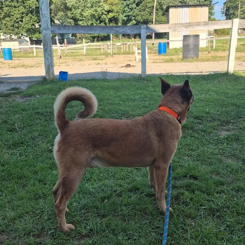 A young large-sized male Cattle Dog dog named Thunder for adoption in Moyock, NC