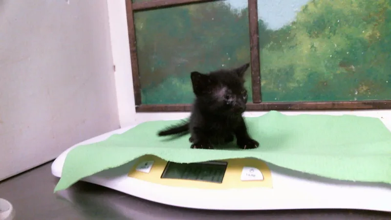 A baby small-sized male Domestic Short Hair cat named Turtwig for adoption in Houston, TX