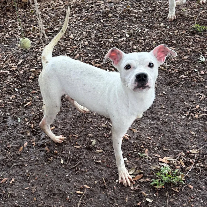 An adult medium-sized male Jack Russell Terrier dog named Pongo Gch for adoption in Rockaway, NJ